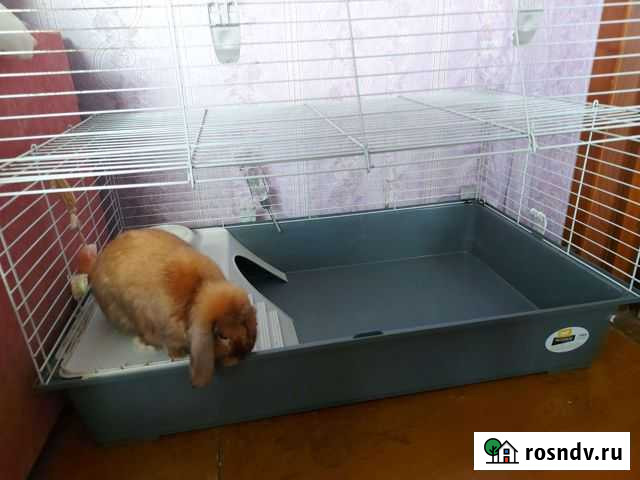 Клетка Ижевское - изображение 1