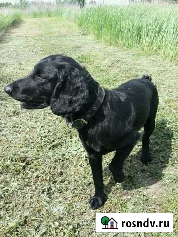 Чемпион ищет подругу Сочи - изображение 1