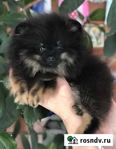 Шпиц девочка Самара - изображение 1