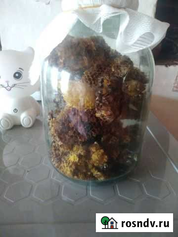 Золотая бабочка фараонов Саранск - изображение 1