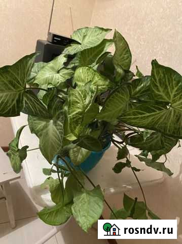 Сингониум Нальчик - изображение 1