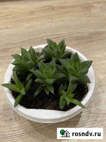 Суккуленты Хавортия Ладьевидная Симферополь - изображение 1