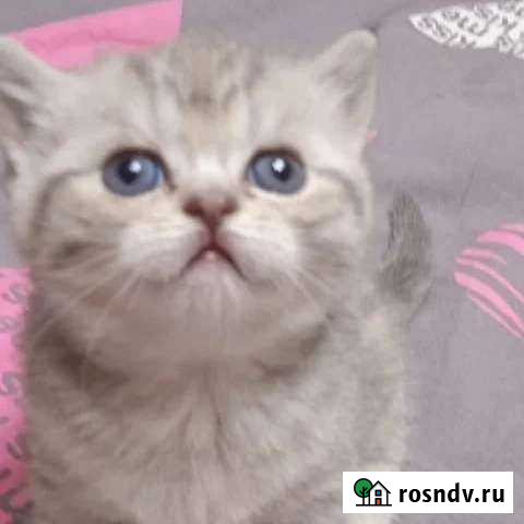 Кошка Нижнекамск - изображение 1