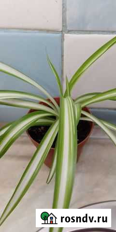 Хлорофитум вариегатный Симферополь - изображение 1