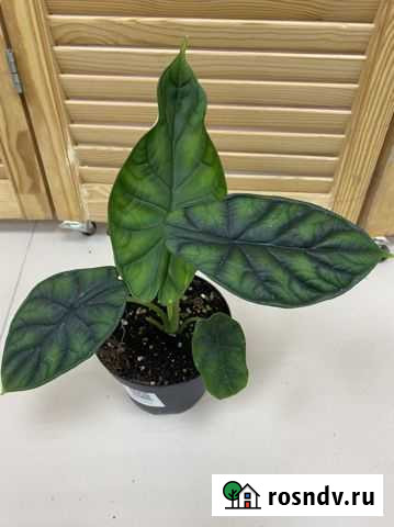 Алоказия Шкура Дракона Владимир - изображение 1