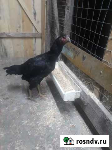 Бойцовая птица Ферзиково - изображение 1