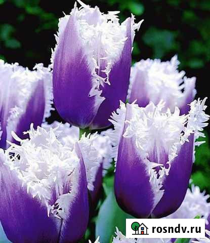 Тюльпаны оптом Владикавказ - изображение 1