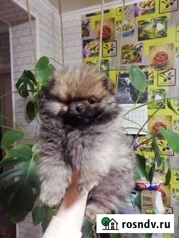 Померанский шпиц мини Рамонь - изображение 1
