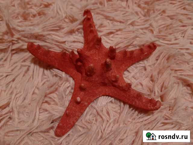 Морская звезда, аквариум, рыбки, интерьер Пенза - изображение 1