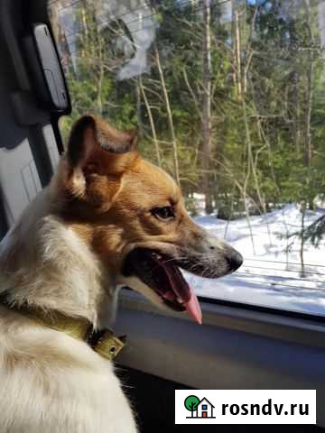 Собака Габриэль Казань - изображение 1