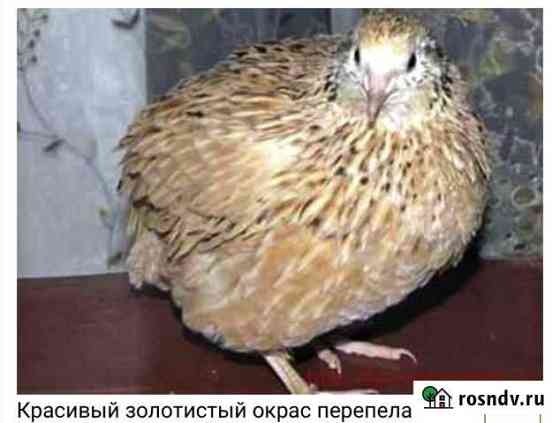 Перепелки Королев