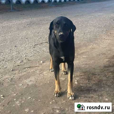 Пёс Боб в добрые руки Серпухов - изображение 1