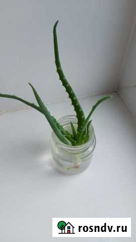 Алоэ Ижевск - изображение 1