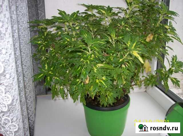 Колеусы разные Пермь - изображение 1