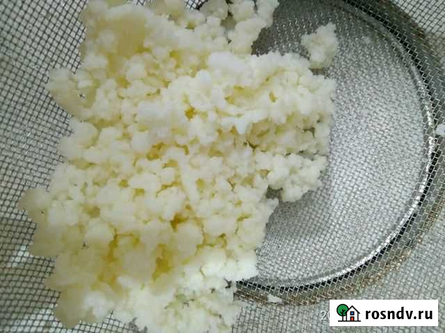 Тибетский молочный гриб Волгоград - изображение 1