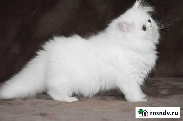 Шикарный котик Тула - изображение 1