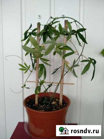 Пассифлора голубая Волгодонск - изображение 1