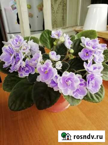 Фиалка Печора - изображение 1