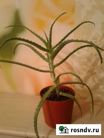 Алоэ Смоленск - изображение 1