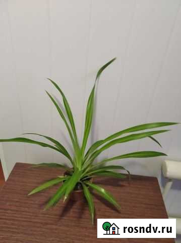 Хлорофитум кудрявый Армавир - изображение 1