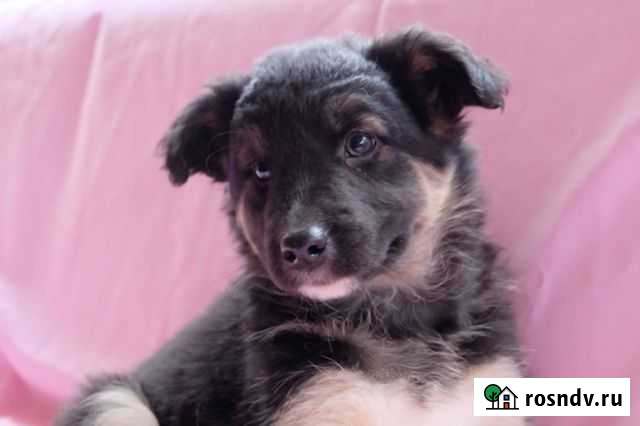 Щенок в дар Одинцово - изображение 1