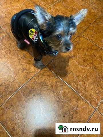 Одежда собаке Симферополь - изображение 1