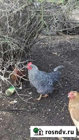 Петухи домашние Евпатория - изображение 1