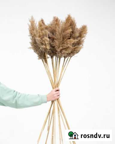 Помпасная трава Пермь - изображение 1