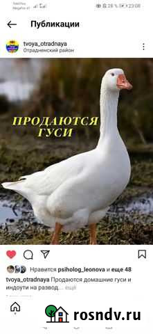 Продаются домашние гуси Отрадная - изображение 1