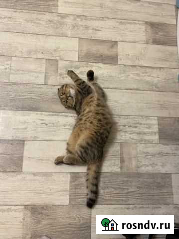 Шотландский кот на вязку Казань - изображение 1