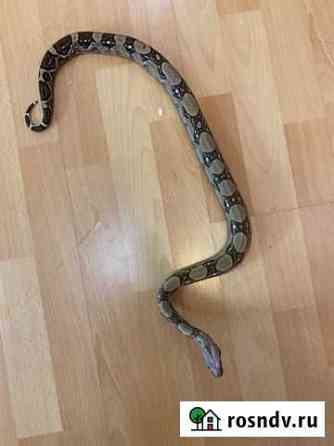 Boa constrictor Люберцы