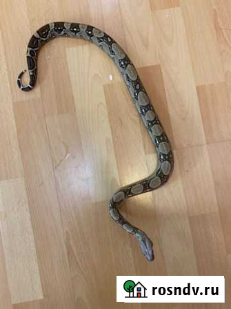 Boa constrictor Люберцы - изображение 1