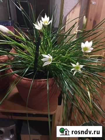 Кордилина Сургут - изображение 1