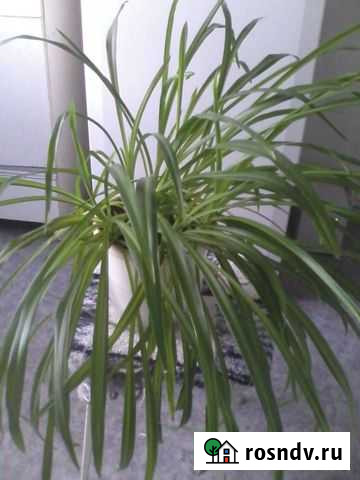 Хлорофитум Тула - изображение 1