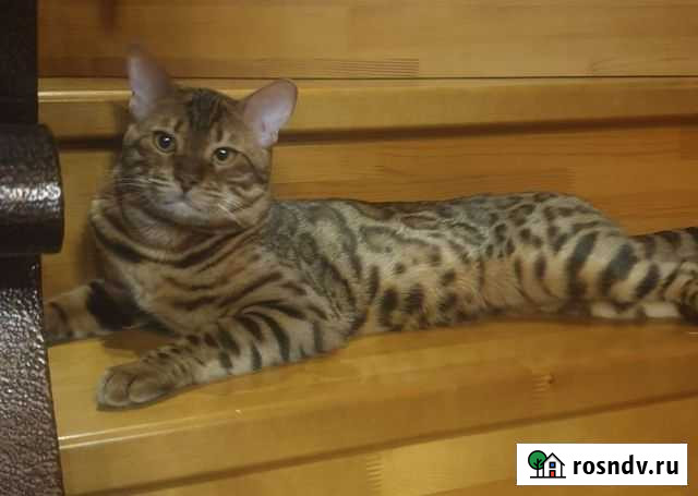 Бенгальский кот на вязку Тюмень - изображение 1