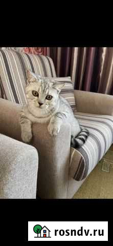 Продам шотландца 11 месяцев Белогорск - изображение 1