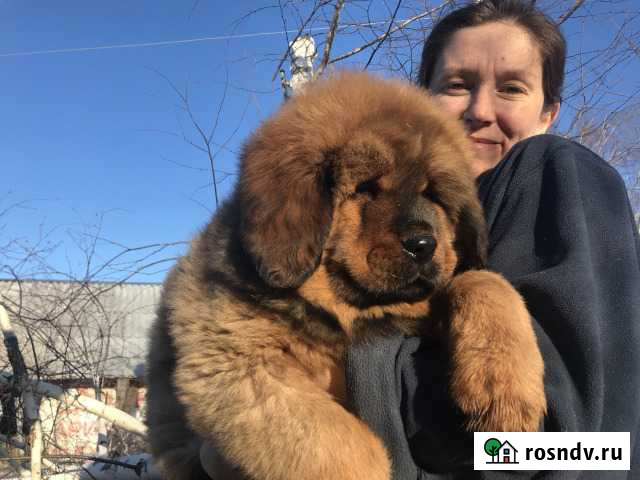 Тибетский мастиф Казань - изображение 1