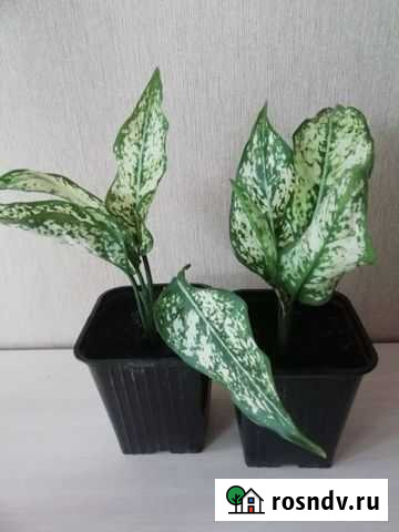 Аглаонема ферст даймонд Биробиджан - изображение 1