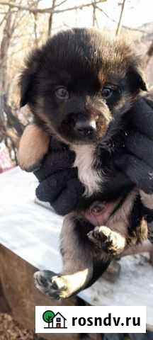 Щенки в добрые руки Магнитогорск - изображение 1