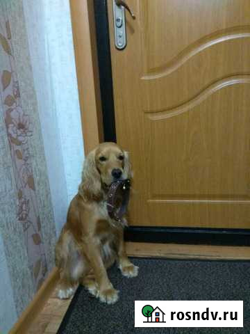 Потерялся Кокер спаниель Шарыпово - изображение 1