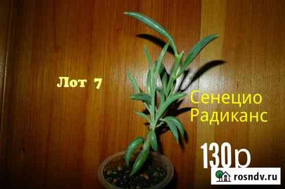 Суккулентные растения Мурманск