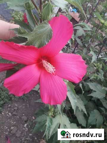 Гибискус Белореченск - изображение 1