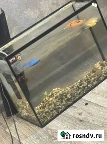 Аквариум Тамбов - изображение 1