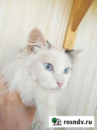 Котик кастрат Альметьевск - изображение 1