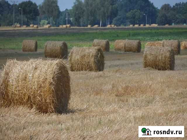 Сено и салома Балахна - изображение 1