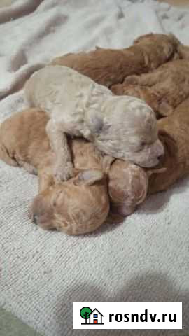 Настоящие мальтипу с документами скор Казань - изображение 1