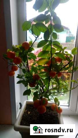 Мандарин Каламондин декоративный Томск - изображение 1