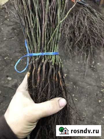 Шиповник подвой Крыловская - изображение 1