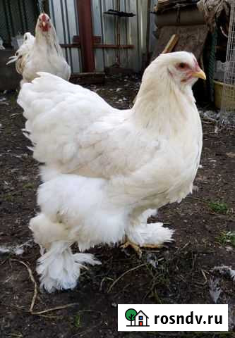 Куры Белая Брама Белово - изображение 1