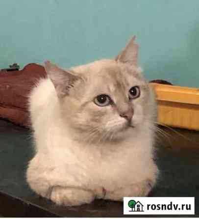 Кот в добрые руки Железногорск